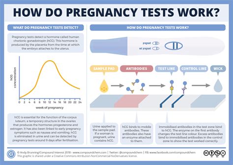How do pregnancy tests work? | Compound Interest