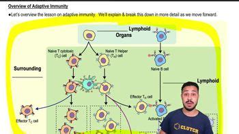 Image result for Understanding How Adaptive Immunity Works