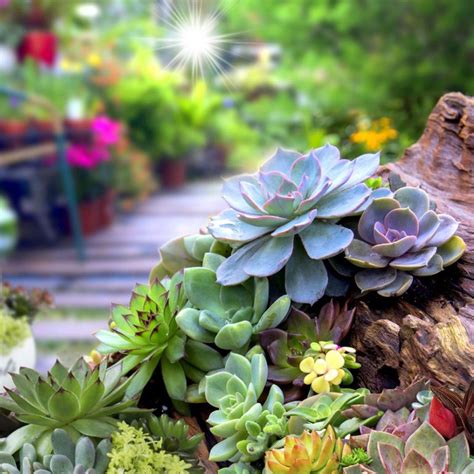 Outdoor Succulent Plant Ideas How To Take Care Of Succulents Indoors
