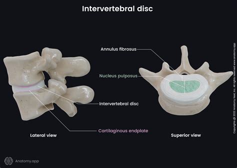 Disc Vertebrae Model at Karen Baptiste blog