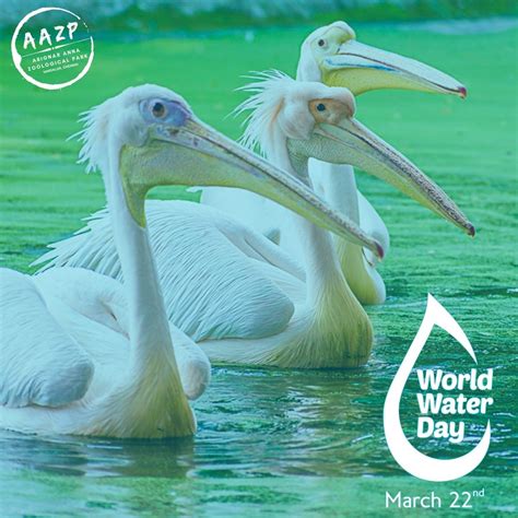 Arignar Anna Zoological Park - Vandalur Zoo - Chennai Tamil Nadu