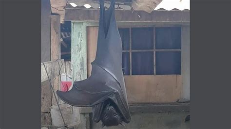 Terrifying Human-Sized Bat Spotted In Philippines, Viral Photo Leaves ...