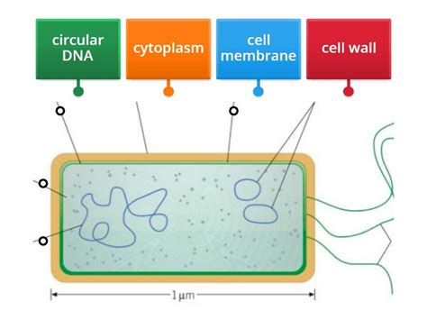 Prokaryotic cells (DNA) - Labelled diagram