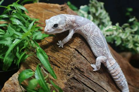 26 African Fat-Tailed Gecko Morphs & Colors (with Pictures)