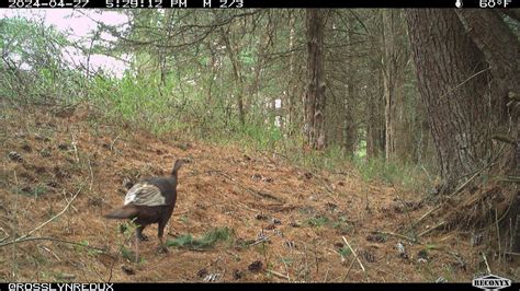 Turkey Nesting 的图像结果