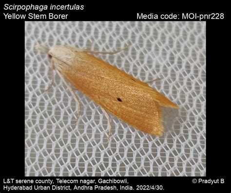 Scirpophaga incertulas (Walker, 1863) - Yellow Stem Borer | Moths