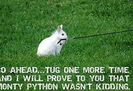 Image result for Funny Bunny Memes Clean