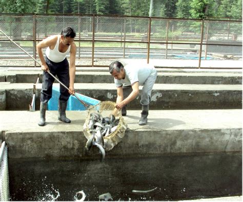 Image result for Attomatic Fish Farm Java in River