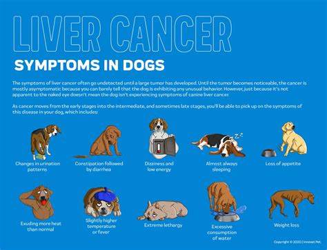 Final Stages Of Liver Cancer In Dogs at Frederick Rosado blog