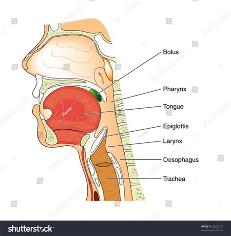 Anatomy Of The Pharynx Diagram
