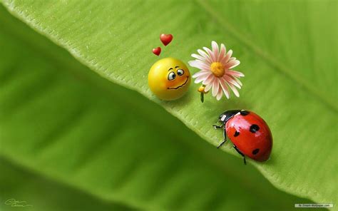 Image result for Ladybug Cartoon Desktop Background