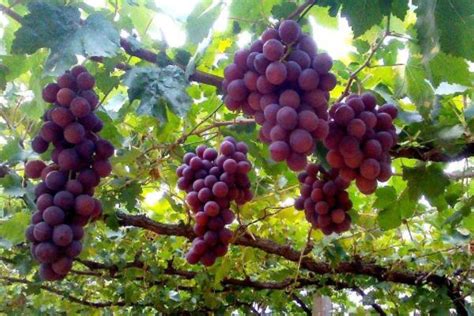 葡萄种植技术 —【发财农业网】