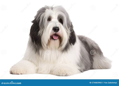 Polish Lowland Sheepdog Dog on Isolated Transparent Background, Png ...