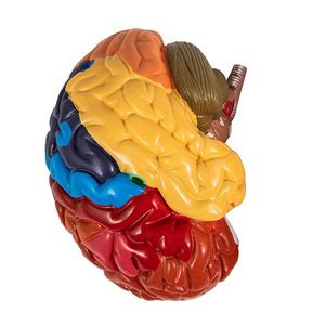GD ANATOMICALS® Educational Model Brain Anatomical Model |Color-Coded ...