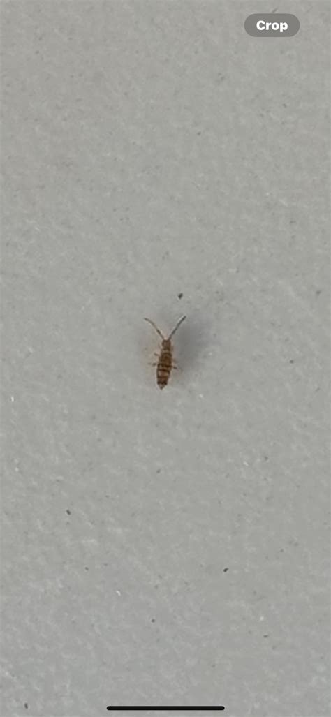 Image result for Springtail Identification