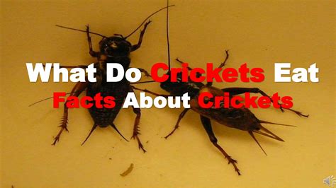 Facts About Crickets: What Food Do Crickets Eat? | PPTX