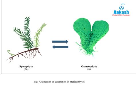 Image result for Pteridophytes Reproduction