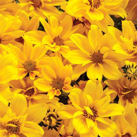 Yellow Flowers