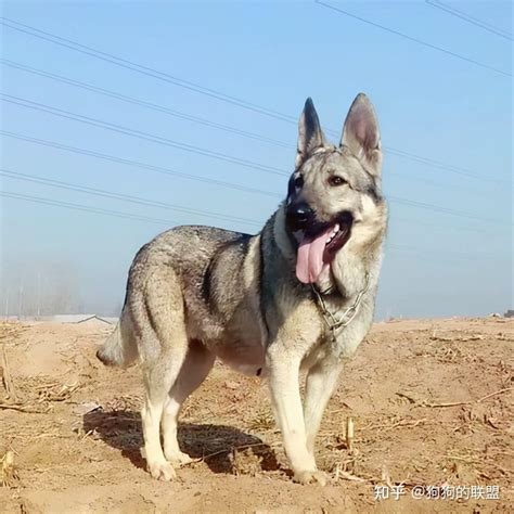 纯种黑马犬,纯种头上纯黑马犬图片,纯种黑马犬图片大全(第11页)_大山谷图库