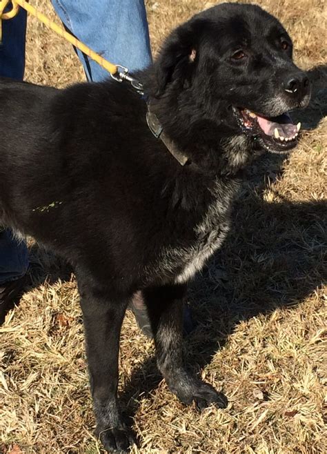 Adoptable Pets Archive - Owensboro Humane Society