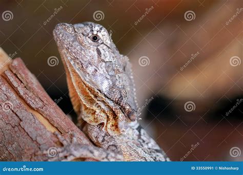 Australian Frilled Neck Lizard Stock Image - Image of tasmania, wild ...
