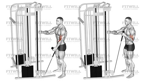 Cable Standing One Arm Hammer Curl With Rope Attachment: Exercise Guide ...