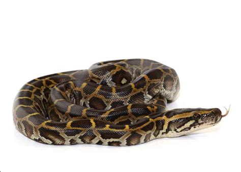 Image result for Burmese Python Full Size