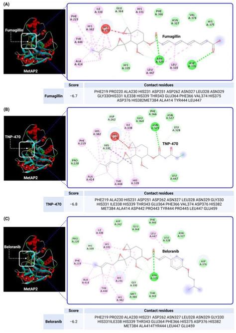 MetAP2 as a Therapeutic Target for Obesity and Type 2 Diabetes ...
