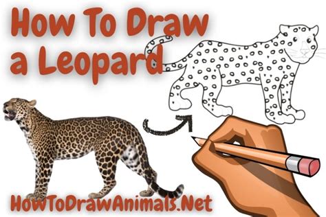 Image result for How to Draw a Leopard
