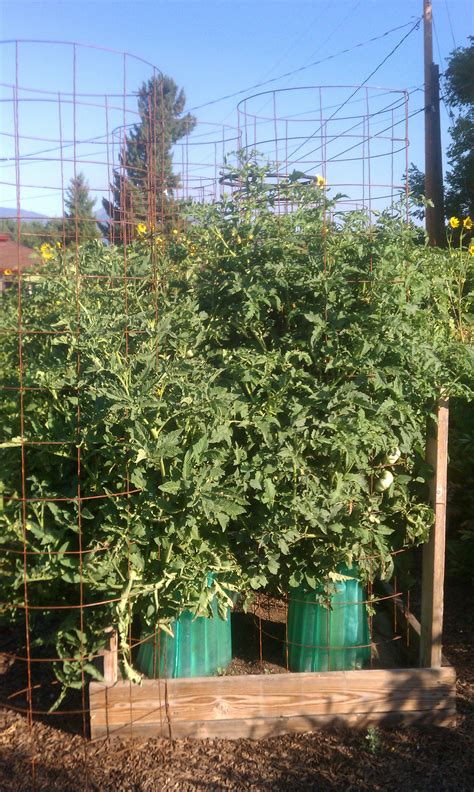 Gardening | Cody Witt: Real Deal Compost