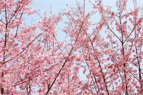 Cherry Blossom in Taiwan 2025 - Rove.me - where to see cherry blossoms in taipei