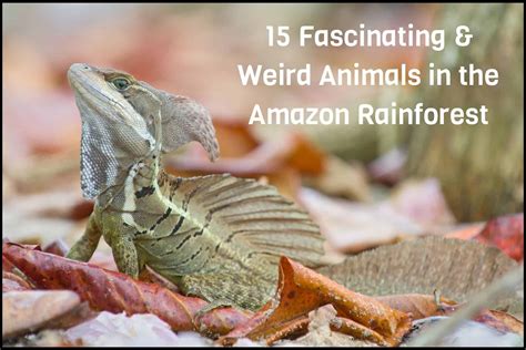 15 Fascinating & Weird Animals in the Amazon Rainforest - Animals ...