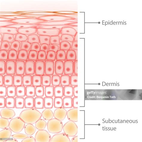 Layers Of Skin Tissue Skin Cells And Fat Tissue Cells Dermis And Adipocytes High-Res Vector ...