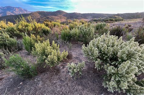 Coyote Brush Chaparral