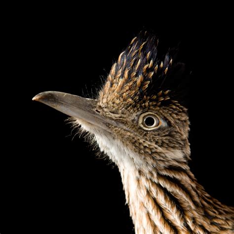 Road Runner Flying 的图像结果