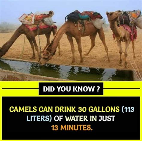 Weird Reasons Camels Drink 100 Gallons Of Water In Minutes Unusual Facts About Camels No One Talks About 8 Surprising Things Camels Can Do Camels Survive Without Water Because Of Their Humps Camping With Camels: The Weird Facts You Can't Ignore