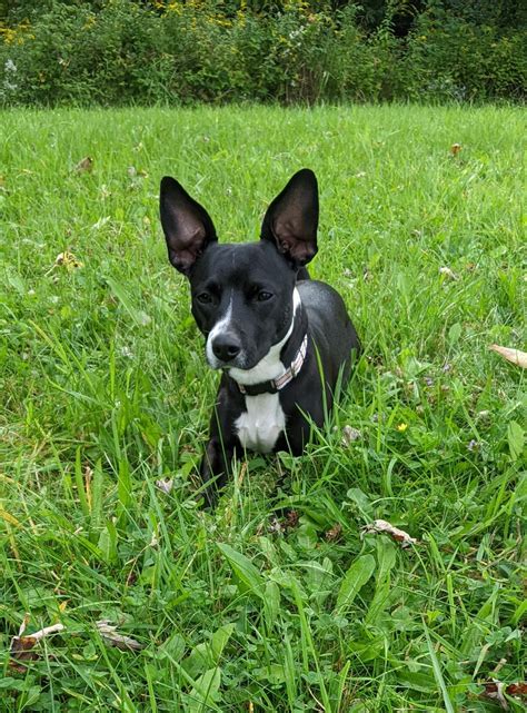 Rat Terrier vs. Decker Terrier size comparison? : r/ratterriers