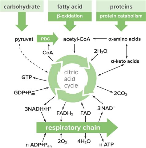 Citric Acid Cycle (CAC; Tricarboxyl Acid Cycle; Krebs Cycle)
