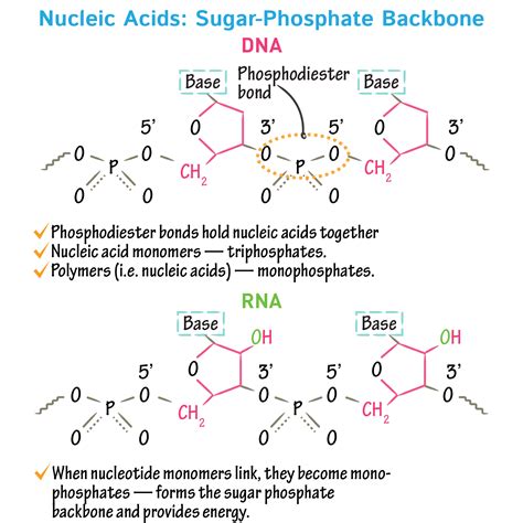 Biochemistry Glossary: Nucleosides vs. Nucleotides | ditki medical ...