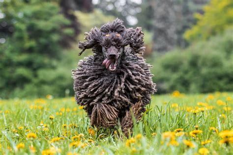 Dogs With Dreadlocks: What Are Corded Dog Breeds? – The Dogington Post