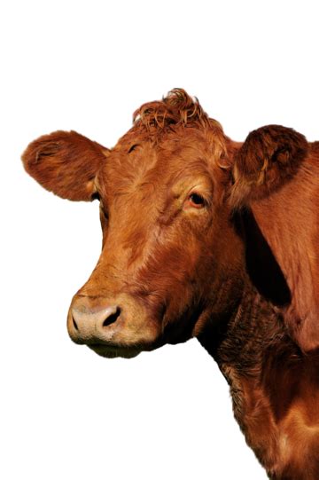 Image result for Cow Using Shapes On Python Turtle