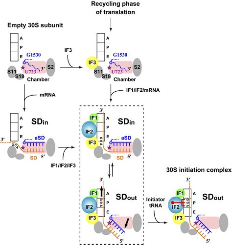 Shine Dalgarno Sd Sequence