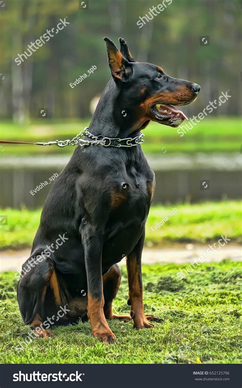 Doberman Scary 的图像结果