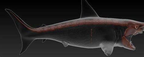 岛田对巨齿鲨长度的推算引来争议 - 哔哩哔哩