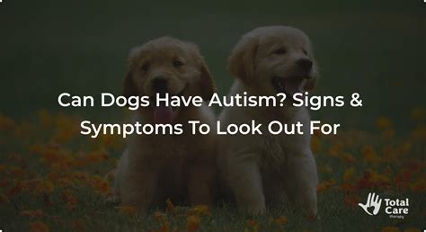 Can Dogs Have Autism? Signs & Symptoms To Look Out For
