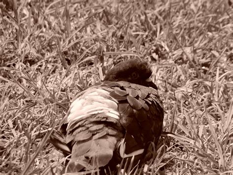 Image result for Palomazo Tutorial