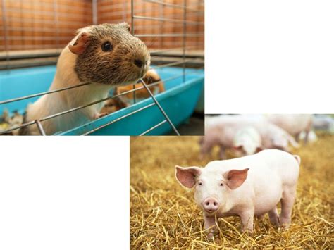 Python vs Guinea Pig 的图像结果