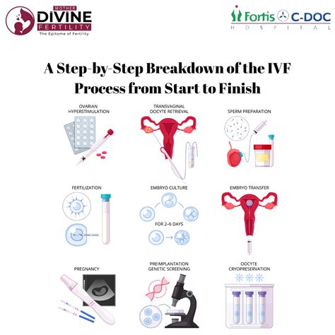 Image result for Fertility Process