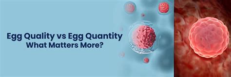 Egg Quality vs Egg Quantity: What Matters Most for Fertility
