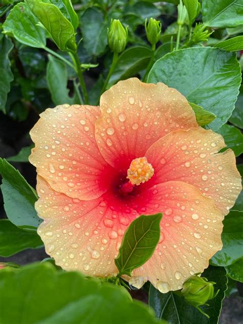 Hibiscus Plants for Sale | Buy Hibiscus Plant Online | Hibiscus Plants ...